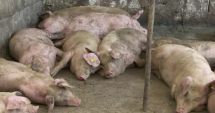 Stire din Social : Restricţii în opt localităţi după ce au fost depistate patru focare de pestă porcină africană