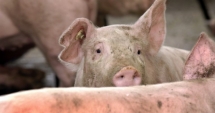 Stire din Social : Alertă de pestă porcină! La Constanța a fost activat Centrul de combatere a bolilor