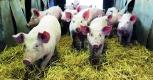 Stire din Social : Focare de pestă porcină în 10 localități din Constanța. "Este un pericol real acest virus"