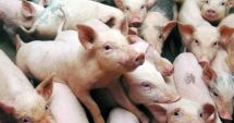 Pesta porcină se extinde! Stimulente pentru vânătorii de porci mistreți