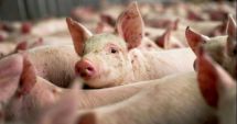 Stire din Social : Pesta porcină africană, confirmată într-o gospodărie din județul Constanța