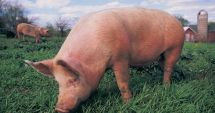 Stire din Social : Pesta porcină face ravagii! 62 de focare confirmate