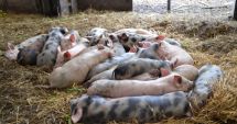 Stire din Social : Dacian Cioloș, despre criza pestei porcine