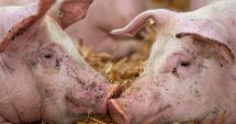 Stire din Social : Cinci focare de pestă africană sunt în evoluţie în gospodării din patru localităţi