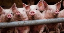 Stire din Social : ALERTĂ! Focar de pestă porcină la granița cu România
