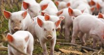 Stire din Actualitate : China a sacrificat 40.000 de porci în prima lună de la primul focar de pestă porcină africană