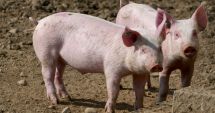 Autorităţile din România, în alertă! Două focare de pestă porcină, depistate în doar câteva zile