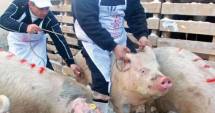 Stire din Social : Anunț de ultimă oră de la ANSVSA: Pesta porcină africană, la granițele României