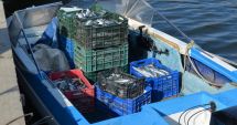 Stire din Eveniment : Peste 360 kilograme de pește fără documente legale, confiscate de polițiștii de frontieră