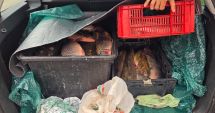 Stire din Eveniment : Captură ilegală de peste 100 kg de pește, depistată de jandarmii din Constanța