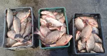 Stire din Eveniment : Jandarmii din Cernavodă au confiscat peste 130 de kilograme de pește fără documente