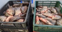 Stire din Eveniment : Peste 550 de kilograme de pește, confiscat de Poliția de Frontieră