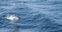 Peste 250 de delfini, observați în opt zile în apele teritoriale românești