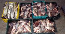 Stire din Eveniment : Sute de kilograme de pește, confiscate de ofițerii Gărzii de Coastă