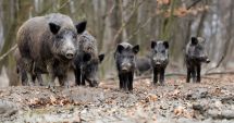 Stire din Economie : Peste 400 de focare de pestă porcină sunt active la nivel naţional