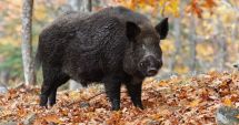 Stire din Economie : Peste 500 de cazuri de pestă porcină africană în România