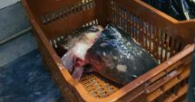 Pește expirat și fără acte, confiscat de la două pescării din Constanța