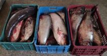 Stire din Eveniment : Sute de kilograme de pește, confiscate de Garda de Coastă