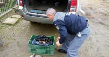 Stire din Eveniment : Anchetat pentru că transporta pește fără documente legale