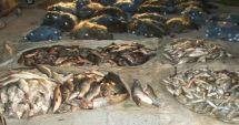 Stire din Eveniment : Doi bărbaţi prinşi când pescuiau ilegal. Aveau asupra lor 50 de kilograme de peşte de diferite specii