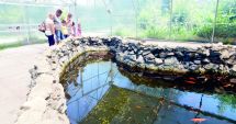 Stire din Social : Fontana di Trevi de la Delfinariul din Constanța. Viața peștilor, în pericol din cauza superstițiilor