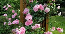Stire din Sănătate : Petalele de trandafir aduc numai beneficii pielii și părului