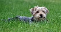Stire din Tehnologie : Primul portal mobil din România dedicat iubitorilor de animale