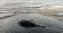 Stire din Actualitate : Rusia declară stare de urgență! Se complică situația în Marea Neagră din cauza scurgerilor de petrol