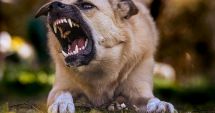 Stire din Eveniment : O minoră din Tuzla a fost mușcată în zona gâtului de un câine