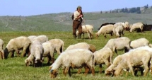 Stire din Economie : Piața Europei de Vest se deschide pentru crescătorii români de ovine