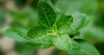 Stire din Actualitate : Ashwagandha: Secretul antichității pentru echilibrul tău modern
