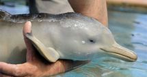 Stire din Eveniment : Un delfin abandonat, în stare jalnică, a fost găsit într-un acvariu părăsit
