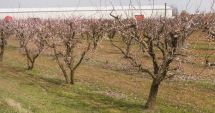 Stire din Social : Piersici și caise, mai scumpe sau din import. Schimbările de temperatură au afectat pomii