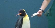 Stire din Actualitate : Pinguinii de la un acvariu japonez refuză să mănânce peștele ieftin
