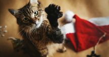 Crăciun cu pisica: cum vă puteți petrece sărbătorile în liniște