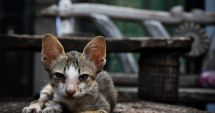 Stire din Eveniment : Amendă de 10.000 de lei pentru un bărbat care și-a abandonat pisica pe marginea drumului. Iată cum a fost identificat
