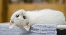 Stire din Actualitate : Proprietarii de pisici nu se pot ascunde fără ca felinele să știe. Creează „hărți mentale”, au descoperit cercetătorii