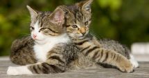 Stire din Actualitate : Un institut polonez a clasificat pisicile ca făcând parte dintr-o specie străină invazivă