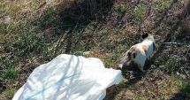 Stire din Eveniment : Ce pedeapsă a primit un bărbat care a fost filmat în timp ce abandona două pisicuțe