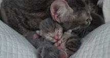 Stire din Eveniment : Acțiune de amploare pentru salvarea a peste 120 de feline ținute în condiții necorespunzătoare
