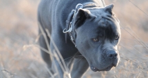 Stire din Eveniment : Pitbull ucis cu un topor, după ce a omorât  mai multe găini din curtea unui vecin