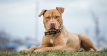 Stire din Actualitate : Întâmplare ÎNFIORĂTOARE! O fetiţă de 4 ani, atacată și mușcată de un pitbull