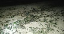 Stire din Social : Poluare cu păcură,  pe plaja din Mangalia