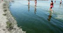 Stire din Social : Plajele de pe litoral, invadate de alge. Turiștii, ținuți captivi la mal