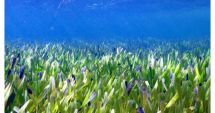 Stire din Social : Cea mai mare plantă din lume, descoperită în largul coastei australiene