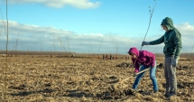 Stire din Social : 10.000 de puieți, plantați de voluntari în județul Constanța