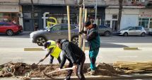 Stire din Social : Peste 300 de arbori vor fi plantaţi în mai multe zone ale Constanţei
