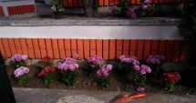 Stire din Social : Primăria Constanța continuă plantările de toamnă