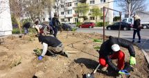 Stire din Social : 243 de arbuști ornamentali vor înfrumuseța municipiul Constanța. Iată zonele