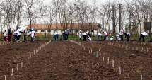 Stire din Social : 4.000 de copaci plantați de voluntari în Pădurea Valea Dacilor
